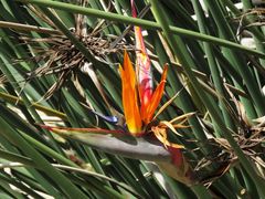 Strelitzia juncea