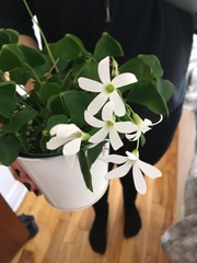 Oxalis triangularis papilionacea