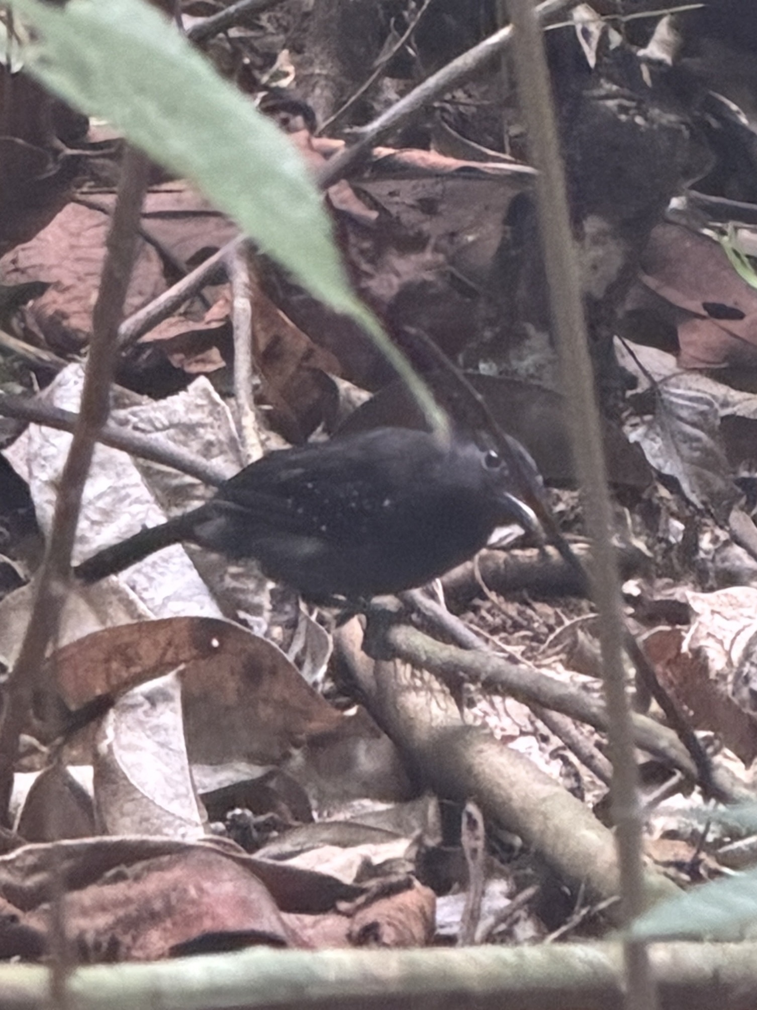 Black-hooded Antshrike (Thamnophilus bridgesi), photo 5
