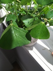 Oxalis triangularis papilionacea