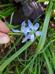 Scilla siberica