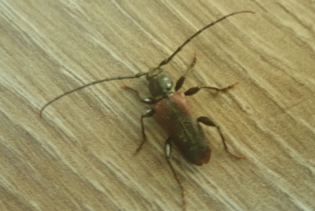 Longhorn beetle