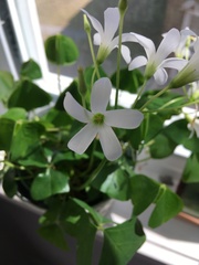 Oxalis triangularis papilionacea