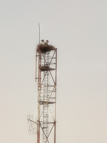 White Stork