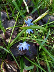 Scilla siberica