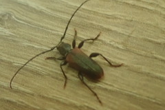 Callidiellum rufipenne