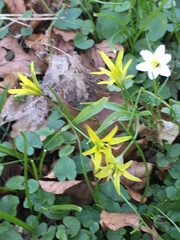 Gagea lutea