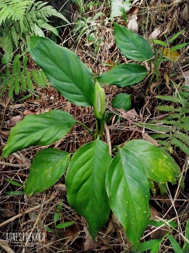 Aglaonema modestum, photograph 2
