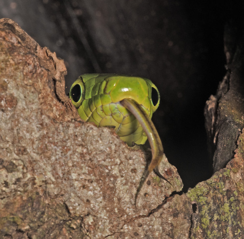 Jade Tree Snake