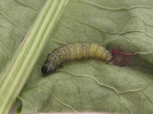 Green Oak Tortrix photo 4