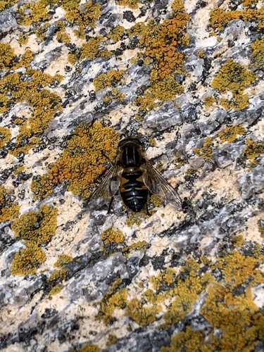 Yellow-margined Marsh Fly photo 3