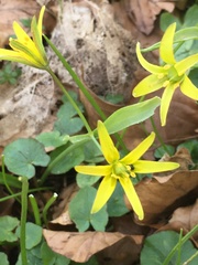 Gagea lutea