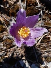 Pulsatilla slavica