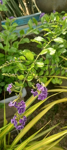 Skyflower