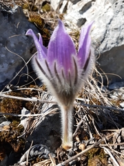 Pulsatilla slavica