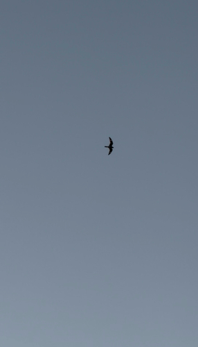 Common Nighthawk observed by emerysadkin