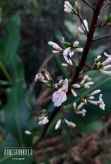 Alpinia oblongifolia