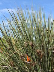 Strelitzia juncea