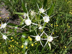 Hymenocallis occidentalis