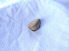 Bertholletia excelsa