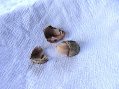 Bertholletia excelsa