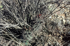 Eriosyce strausiana strausiana