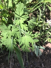 Dicentra cucullaria