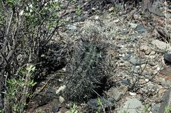 Eriosyce strausiana strausiana