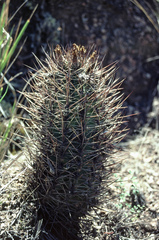 Eriosyce strausiana strausiana