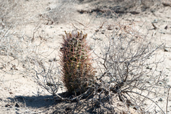 Eriosyce strausiana strausiana