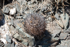 Eriosyce strausiana strausiana