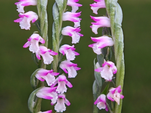 Spiranthes sinensis