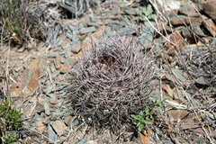 Eriosyce strausiana strausiana