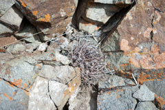 Eriosyce strausiana strausiana