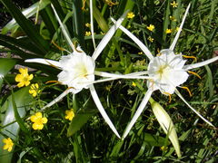 Hymenocallis occidentalis