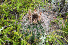 Eriosyce strausiana strausiana