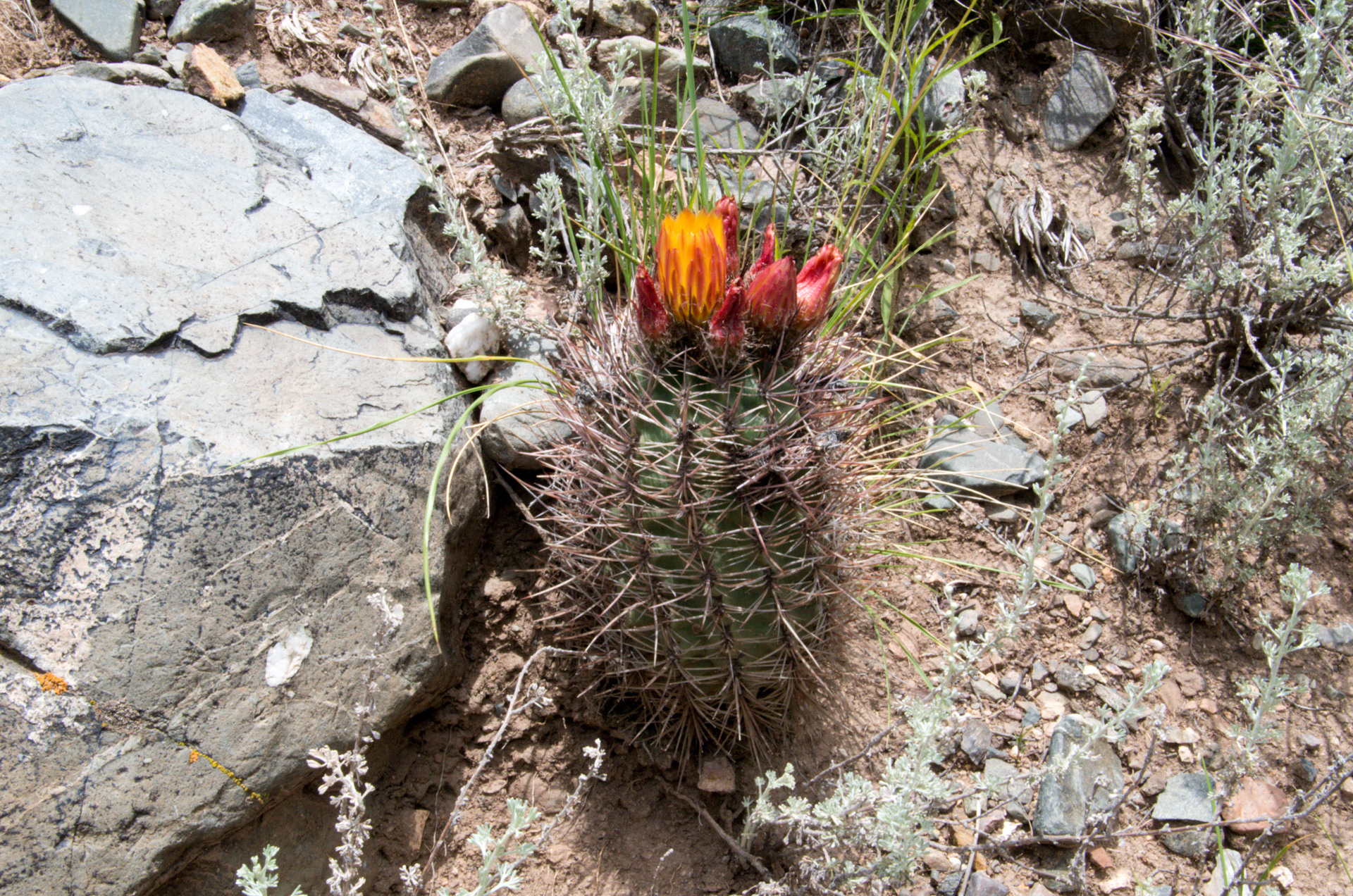 Eriosyce strausiana ssp. strausiana