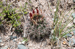 Eriosyce strausiana strausiana