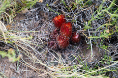 Eriosyce strausiana strausiana