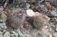 Eriosyce strausiana strausiana