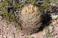 Eriosyce strausiana strausiana