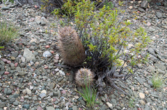 Eriosyce strausiana strausiana
