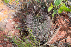 Eriosyce strausiana strausiana