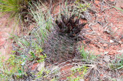 Eriosyce strausiana strausiana