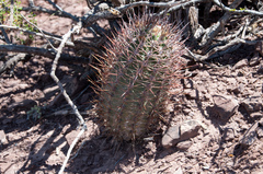 Eriosyce strausiana strausiana