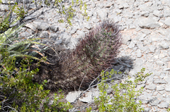 Eriosyce strausiana strausiana