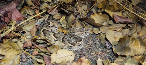 Puff Adder