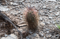Eriosyce strausiana strausiana