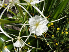 Hymenocallis occidentalis