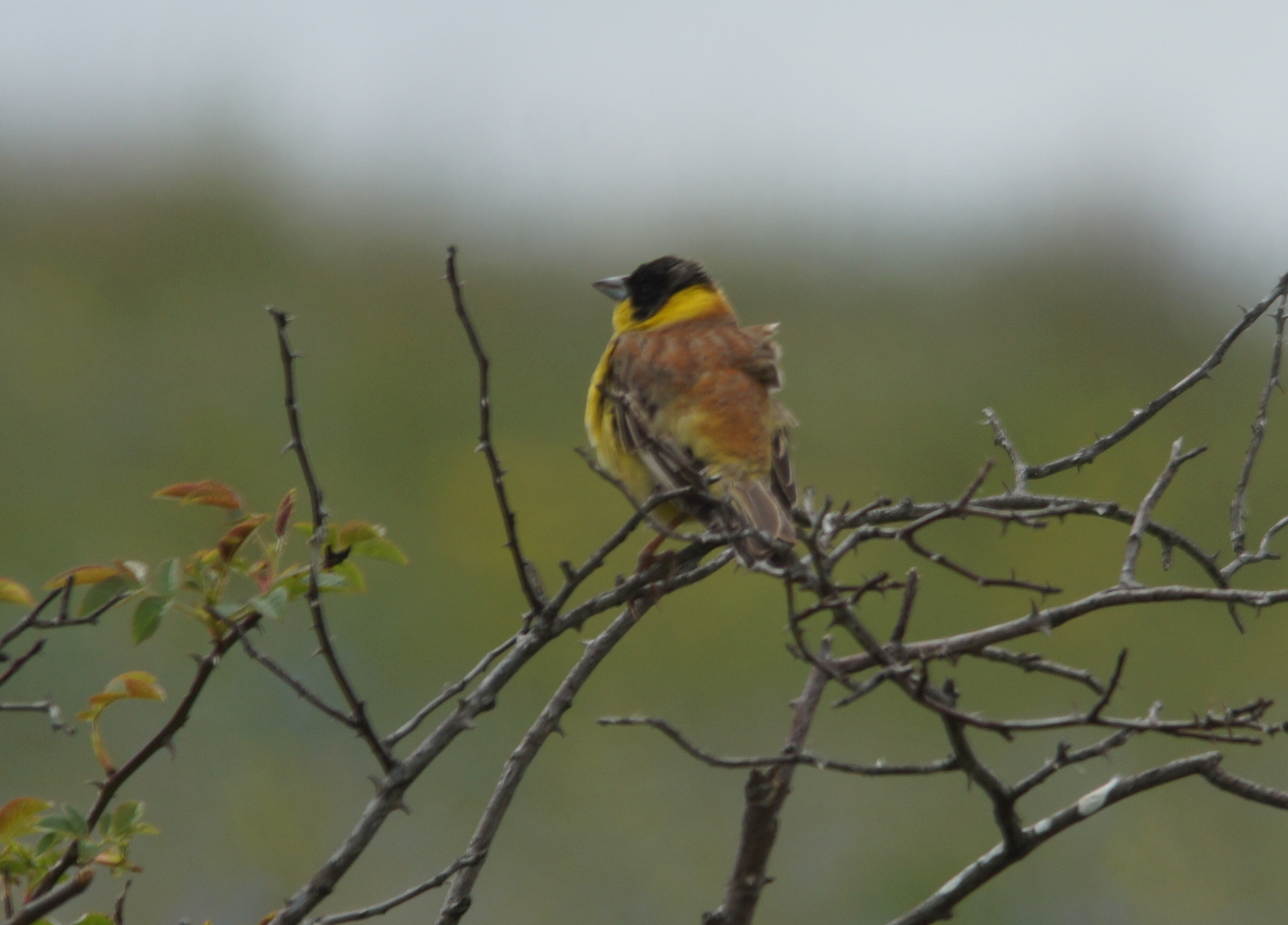 Black-headed Bunting (Emberiza melanocephala), photo 5